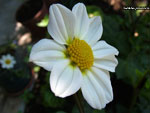Beyaz Çiçek